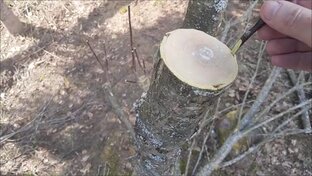 Прививки плодовых деревьев