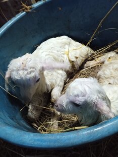 Мои питомцы