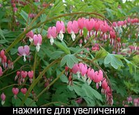 Худею с 96 кг до 60 кг