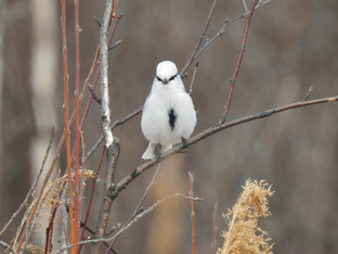 Природа вдохновляет