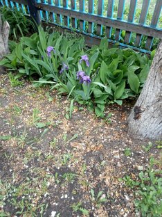 Сибирские ирисы