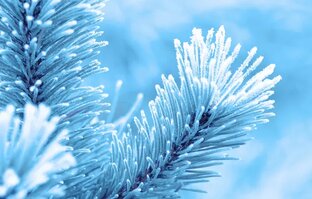 Последний ряд под бой курантов 