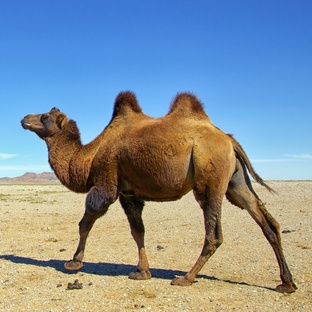 Верблюд: как он выживает в пустыне без воды и с жарой