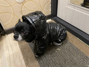 Лаккушка ❤️🐶🏵️