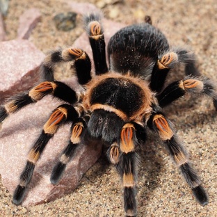 Тарантул: правда о самом загадочном пауке планеты