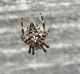 Репортажи о стихах или Стихи я тоже пишу...