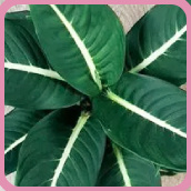 Зелёные новинки и их агротехника