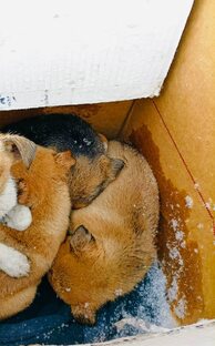 Щенки с кладбища