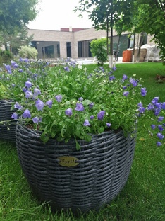 озеленение террас