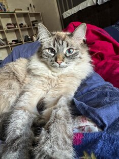 Кошечки, собачки