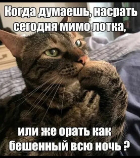 Котик 