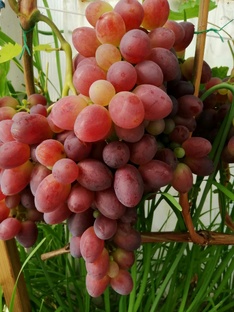 Подробное описание сортов винограда