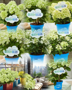 Blumulus