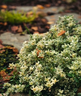 Декоративнолиственные 