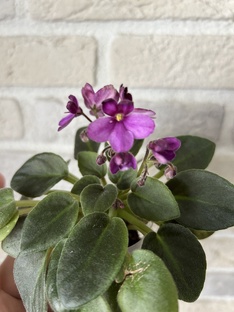 Сорт и спорт