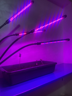 Кабачки в домашних условиях 