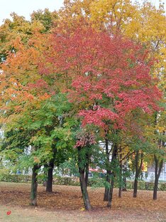 Лиственные деревья