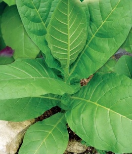 Курительный  табак