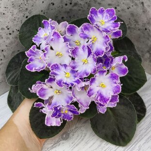 Фиалки. Селекция разных селекционеров, стандарты 