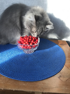 Ягоды непопулярные, но полезные.