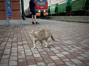 Мурка