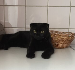 Мой ласковый и нежный зверь