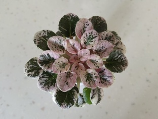 Фиалковый мист