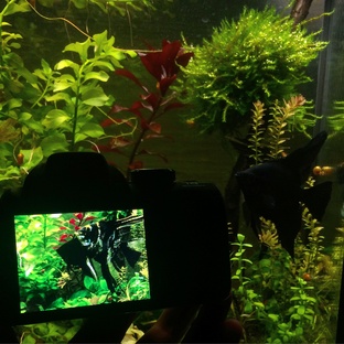 Аквариум 45 литров. 