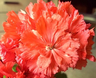 Гвоздикоцветная пеларгония