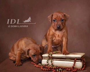 Клёвые цвергпинчеры