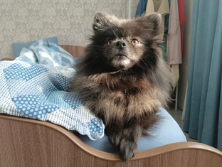 Если бы моя собака умела вести дневник...