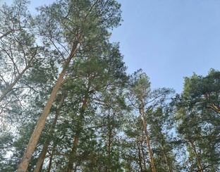 Весна, природа для меня