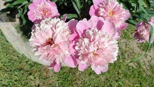 Пионы травянистые, древовидные и ИТО