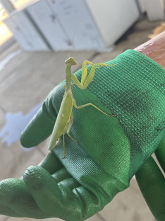 Интересные факты о животных.