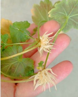 Уход за пеларгониями