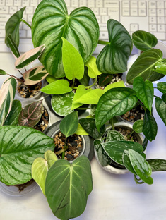 Введение в комнатное растениеводство 