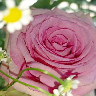 Цветы на садовом участке