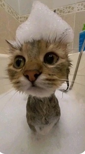 Коты