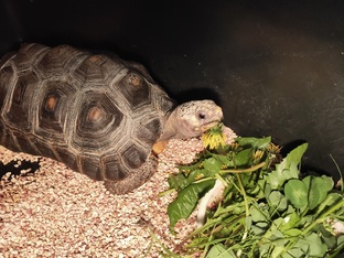 Старты многоцветных картин