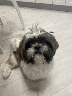 Собаки в жизни и искусстве