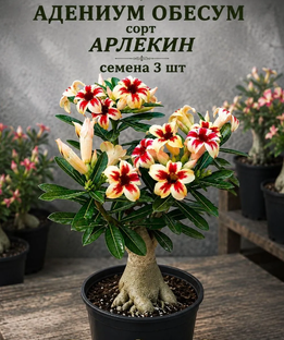 Адениум Обесум. Сорт "Арлекин".