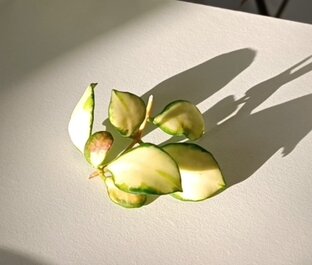 Обзор хой и уход за ними
