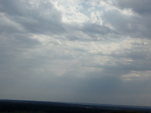 Из жизни пернатых