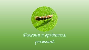 Болезни и вредители растений