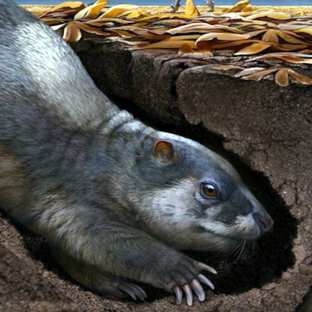 В тени гигантов