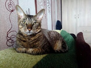 Арсений Леонардович представляет