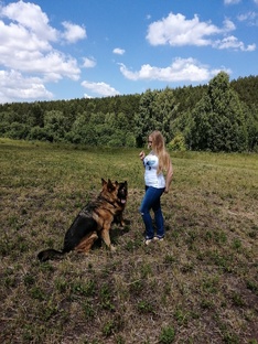 Дрессировка