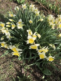 #писульки садовода. Апрель.