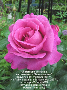 МОЯ КОПИЛОЧКА: "Карточка сорта роз"