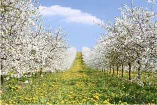 Воспоминания "Жизь моя? иль ты приснилась мне?"